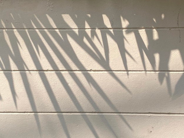 Light shadow leaves on wall texture background