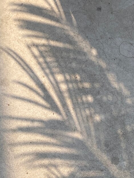 Light shadow leaves on wall texture background