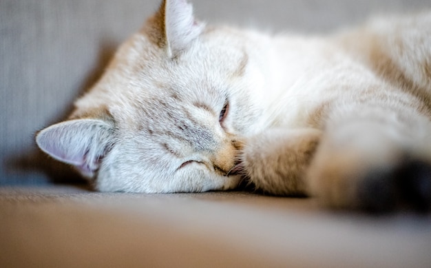 a light sleeping cat lies on a gray sofa with a blurred background only the animals face is in focus