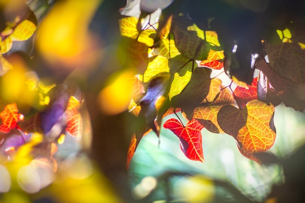 Light through the leaves of a Judas tree (Cercis siliquastrum)