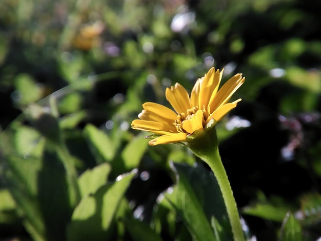 Light For Yellow Flower