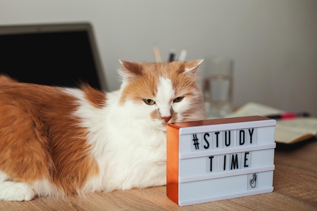 Lightbox with the inscription time to study in the background is a laptop a notebook and a notebook ...