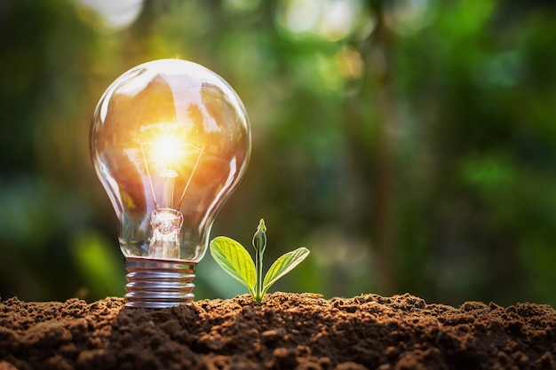 Lightbulb with small plant on soil and sunshine. concept saving energy in nature