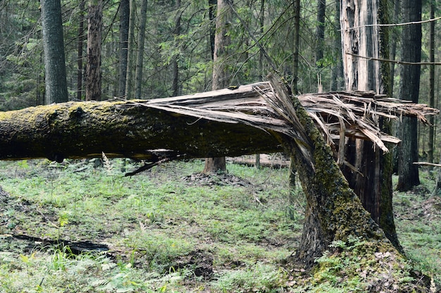 lightning struck a tree