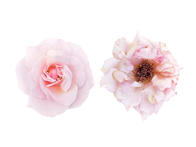 Lightpink rose blossom and slightly withered roses isolated on white background