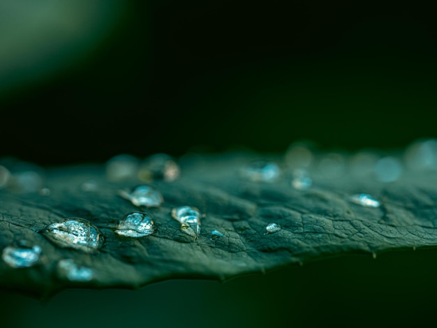 Likes water on green leaf with defocused selective focus