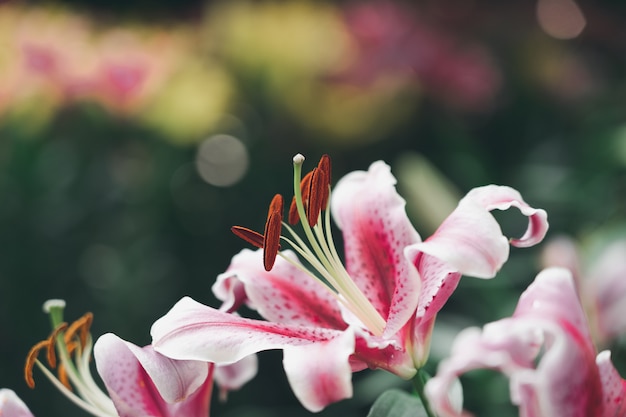 Lil White (Lily, Lilium hybrids) Blooming in the garden, gardening ideas Decorating 