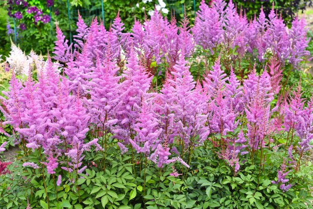 lilac astilbe arendsii heart and soul variety