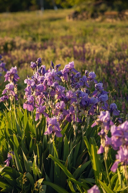 lilac blooming irises in a flower bed