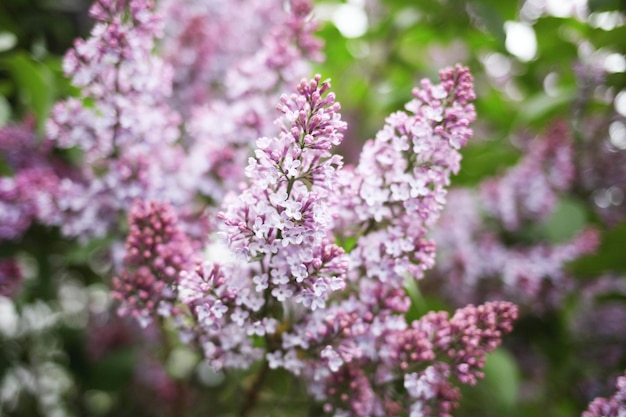 Lilac blossom flowers spring view