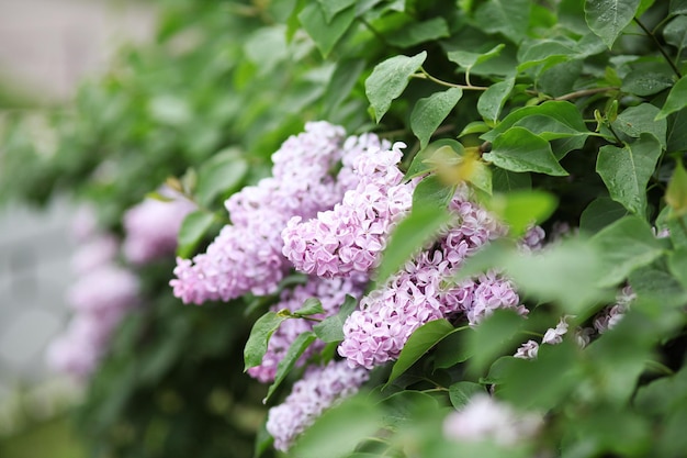 Lilac blossom flowers spring view