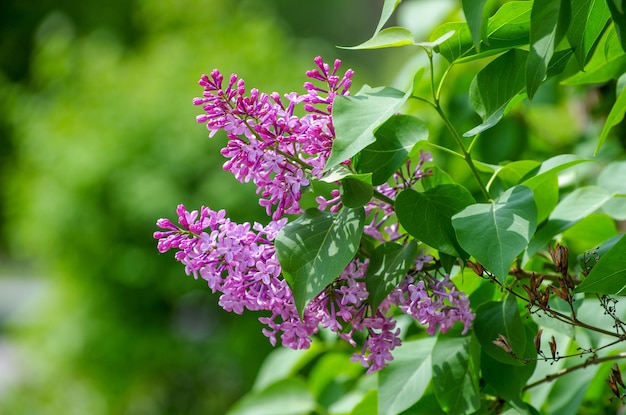 Lilac blossoming branches Selective focus