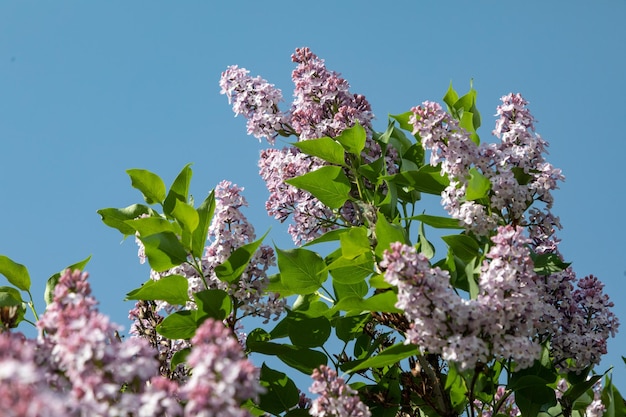 Photo lilac blossoming