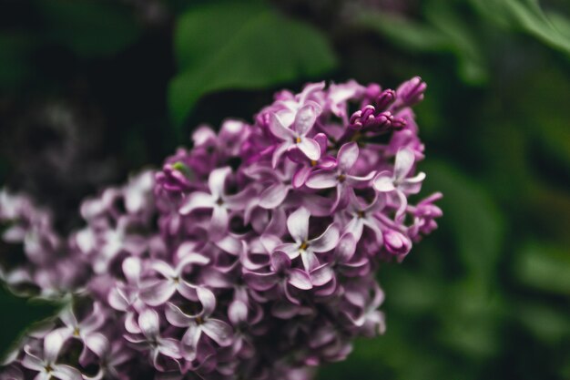 Lilac branch of a bush. Spring branch with spring lilac flowers