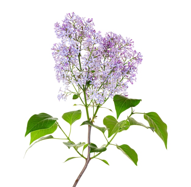 Lilac branch isolated on a white background.