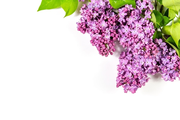 Lilac branches on a white background.