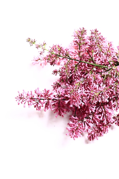 Lilac branches on a white background