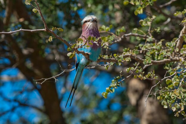 Lilac breasted roller perched Kruger National Park South Africa