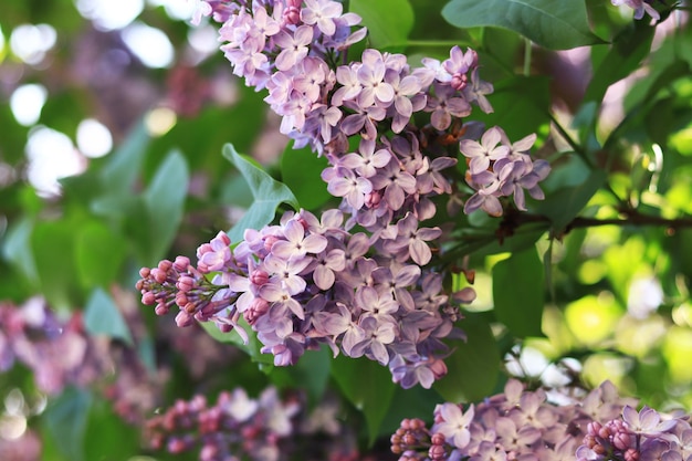 Photo lilac bush in full bloom beautiful lilac flowers spring natural background