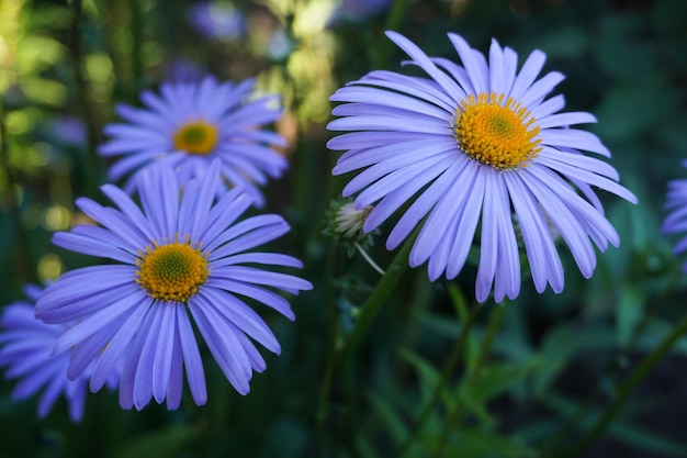 Lilac chamomile flowers taken in the garden closeup