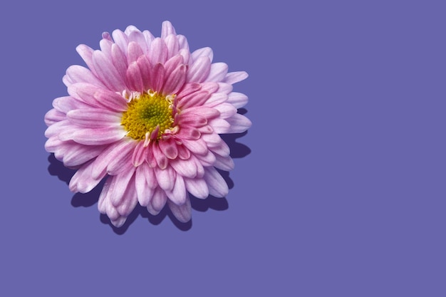 Lilac chrysanthemum bud on a violet background with a hard shadow a flower bud on trendy Very Peri