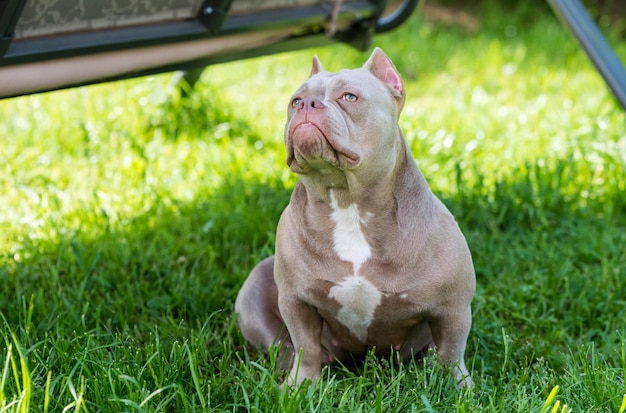 Lilac color American Bully dog top view outside