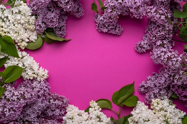 Lilac on color background. Top view, frame with copy space