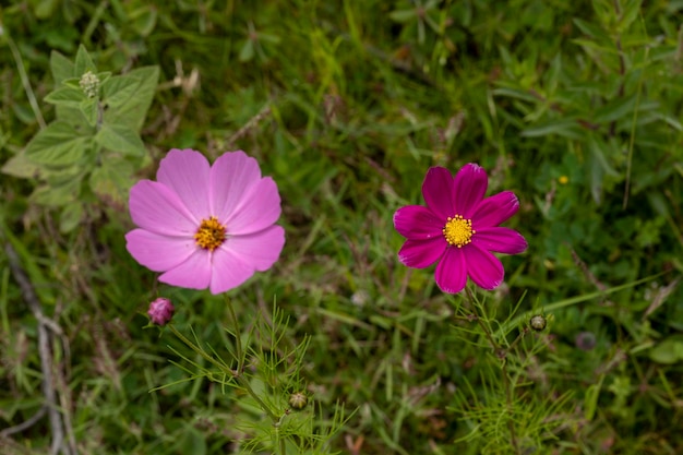 A lilac colored Mirasol or cosmos bipinnatus flower in the field