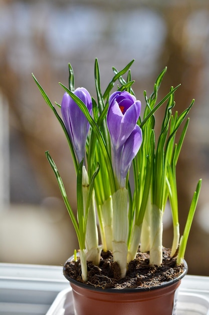 Lilac crocuses