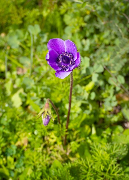 Lilac flower Anemone coronaria on a Sunny day in Greece