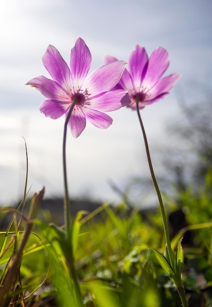 Lilac flower Anemone coronaria on a Sunny day in Greece