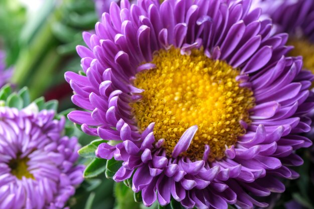 Lilac flower aster close-up  macro photography