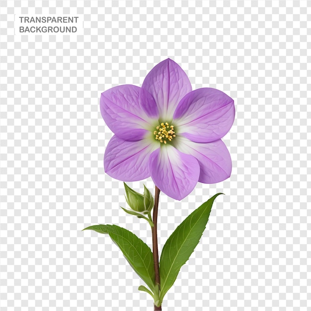 Lilac Flower in PNG format with transparent background