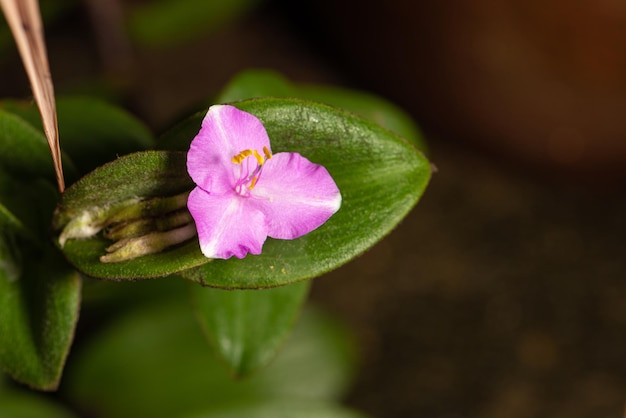 Lilac flower small and beautiful lilac flower in a garden in Brazil selective focus