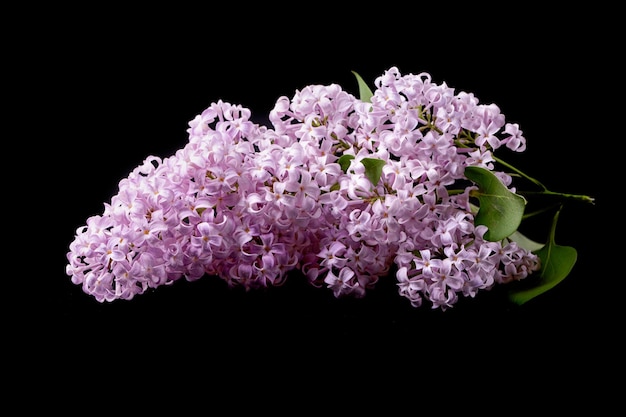 Lilac flower Syringa vulgaris on a black background