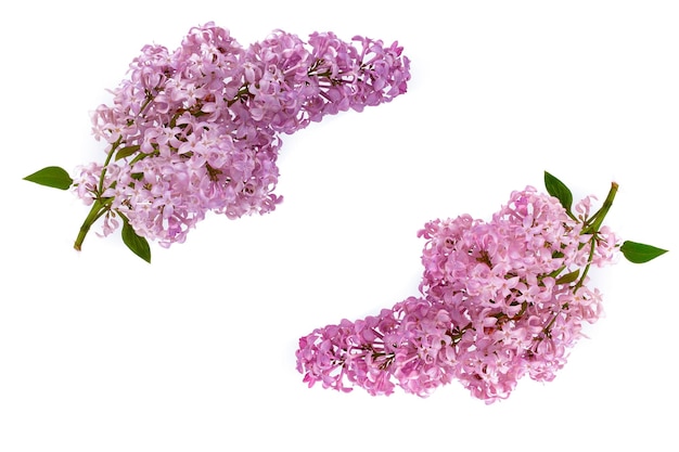 Lilac flower Syringa vulgaris on a white background