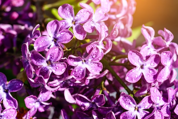 Lilac flowering branch with raindrops