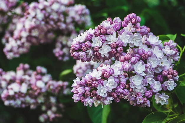 Lilac flowering in spring garden outdoors