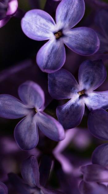 Lilac flowers are large floral background purple petals