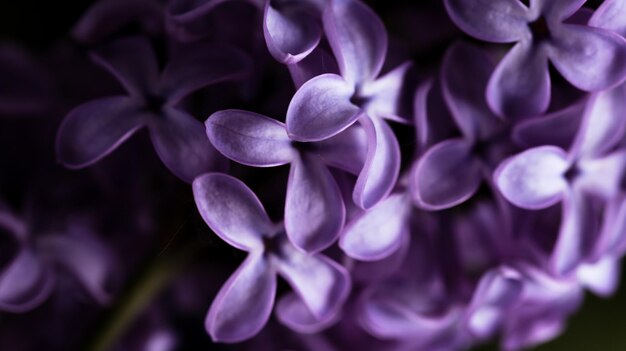 Lilac flowers are large floral background purple petals