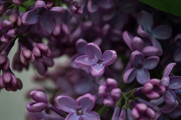 Lilac flowers as a background Macro lilac flowers in the park