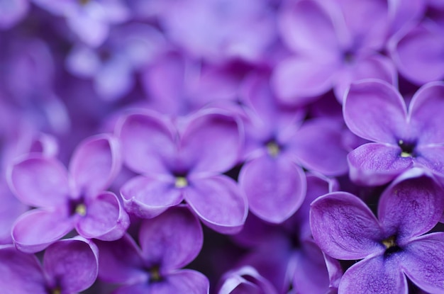 Lilac flowers background