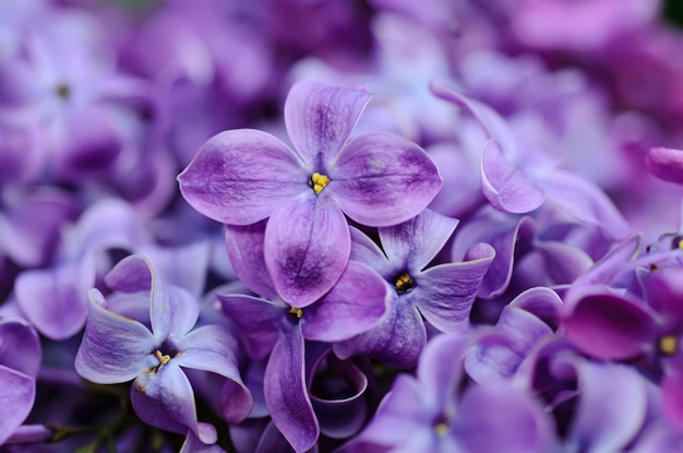 Lilac flowers background