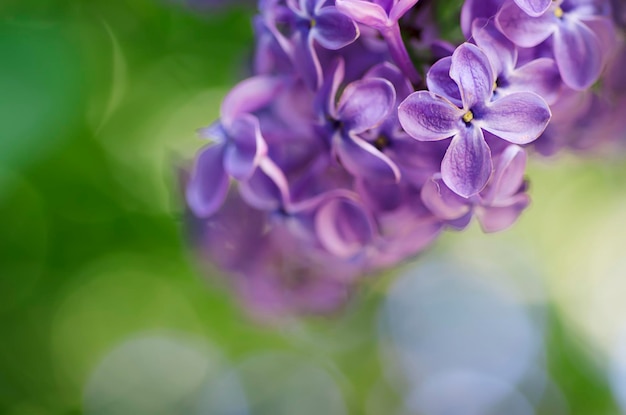 Lilac flowers background