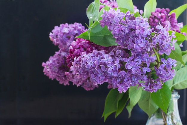 Lilac flowers on black