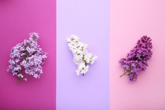 Photo lilac flowers branch on colorful  with copyspace