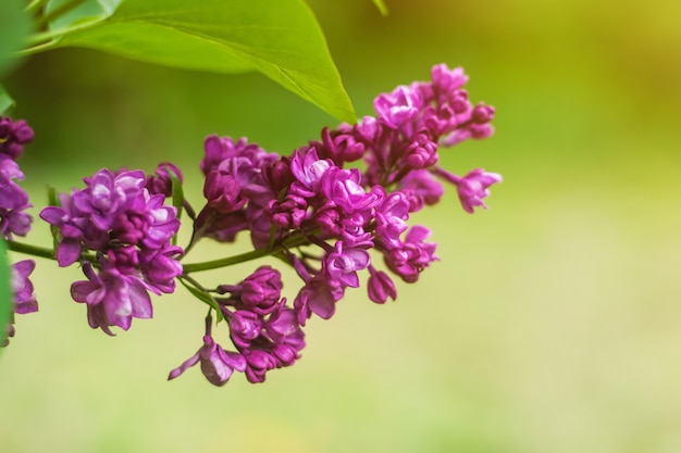 Lilac flowers close up with sun rays and bokeh spring or summer background