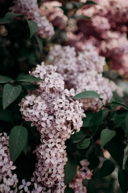 lilac flowers in the garden