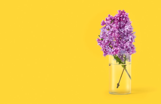 Lilac flowers in glass jar on yellow surface. Copy space