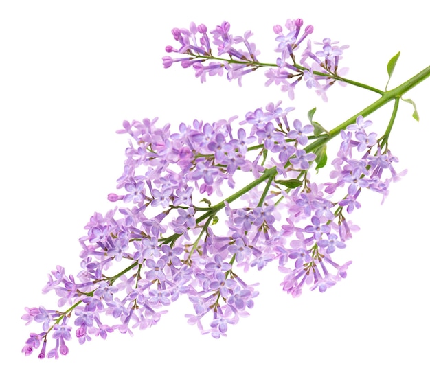 Lilac flowers isolated on white background Clipping path Syringa vulgaris flower